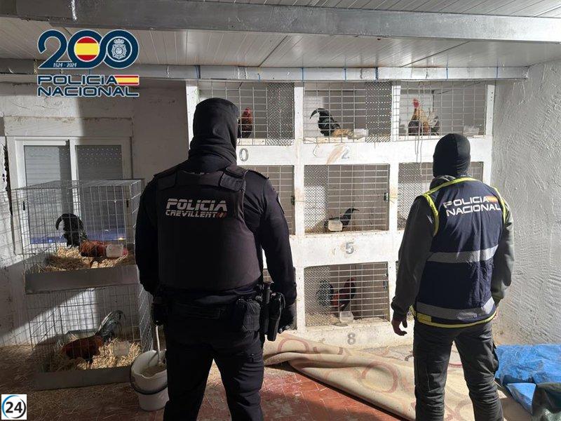 Arrestado por maltratar y mutilar a 19 gallos de pelea en su hogar.