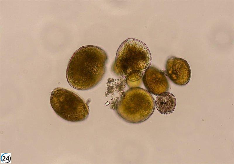 Descubren microalga generadora de ciguatoxinas en el Mediterráneo peninsular.