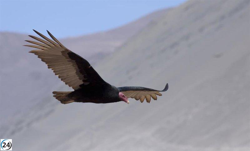 Estudio revela cómo la energía eólica afecta a la fauna en Sudamérica.