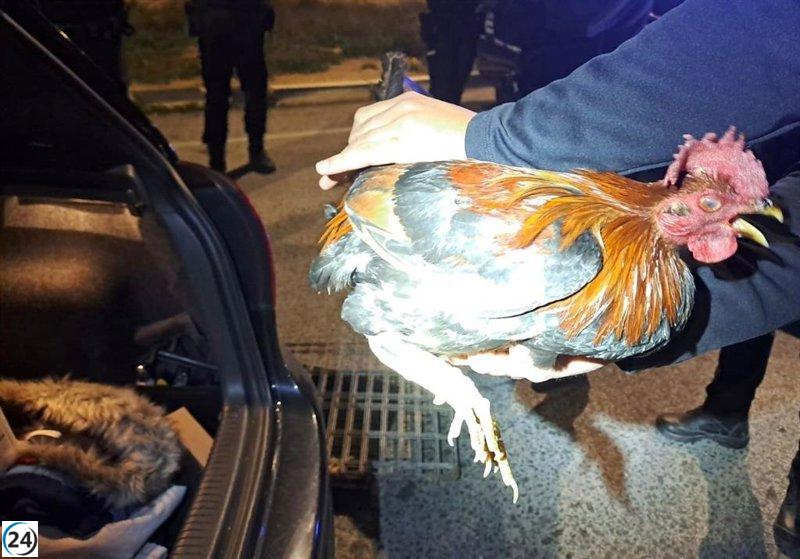 Desmantelan red de maltrato animal en Elche: cinco gallos rescatados de peleas ilegales.