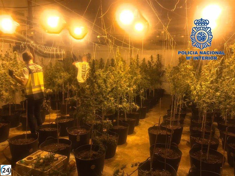 Detienen a tres individuos en operativo contra plantación de marihuana en nave industrial de Gandia.