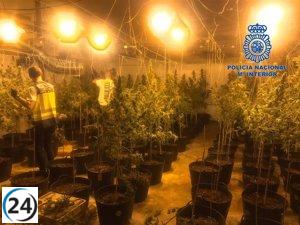 Detienen a tres individuos en operativo contra plantación de marihuana en nave industrial de Gandia.