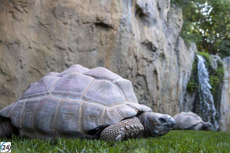 Bioparc exhibe a dos de las tres especies de tortugas más grandes del mundo.