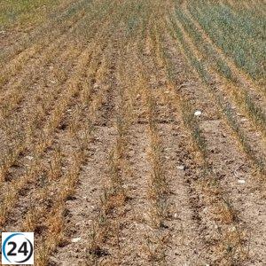Sequía amenaza cultivos valencianos, advierte La Unió.