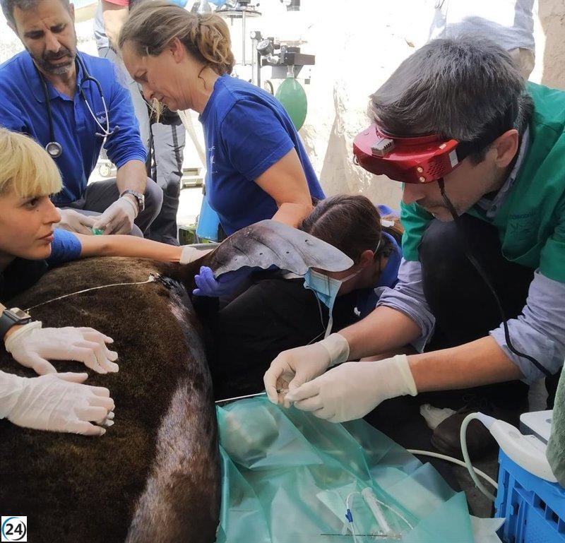 Leona marina con problema respiratorio es atendida por veterinarios del Oceanogràfic y clínicos de la UCV.