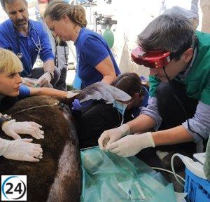 Leona marina con problema respiratorio es atendida por veterinarios del Oceanogràfic y clínicos de la UCV.