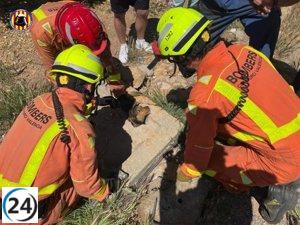Dos perros rescatados de una acequia de Genovés después de dos semanas desaparecidos.