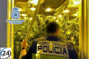 Desmantelan plantación de 700 plantas de marihuana en nave industrial de Cox.