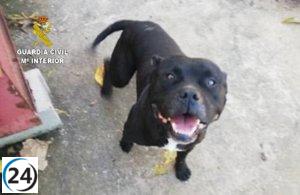 Investigado el dueño de perro por ataque mortal en Macastre.