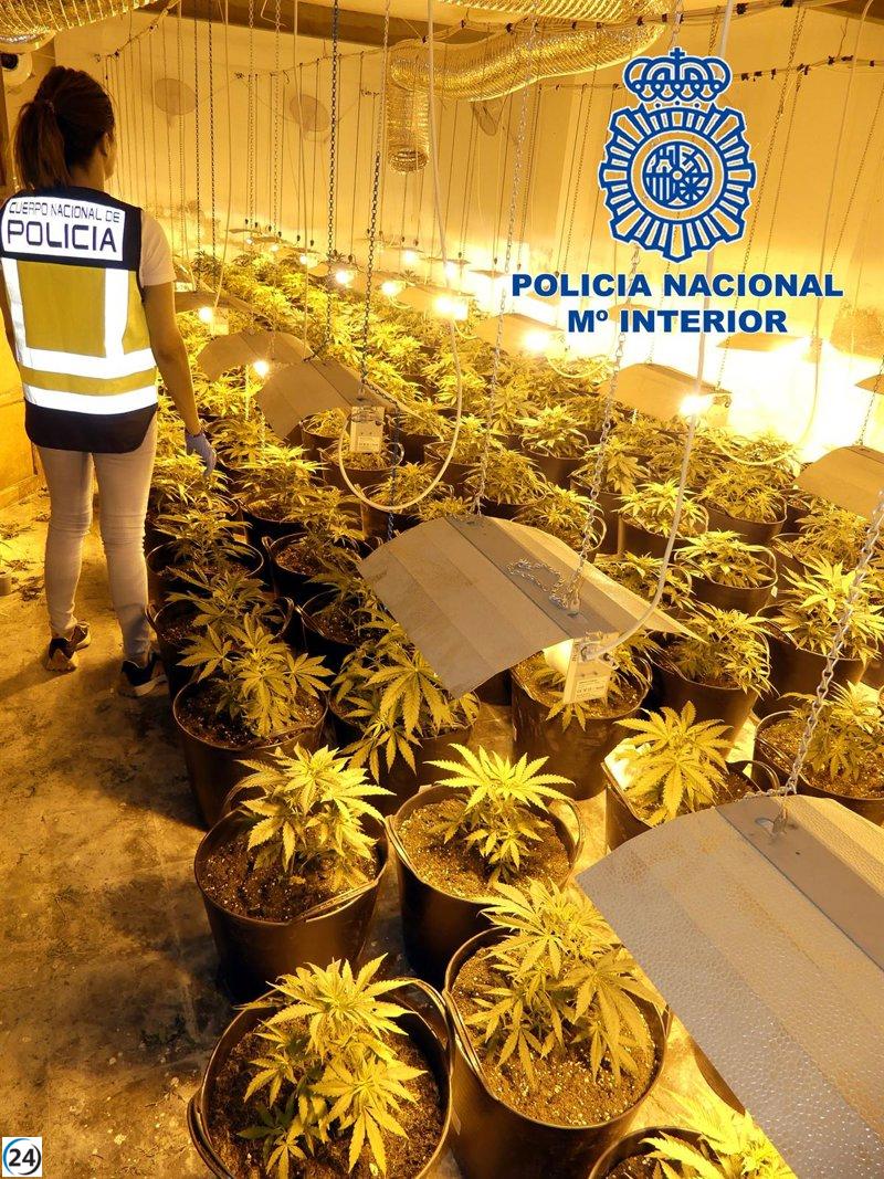 Policía de Elda desmantela cultivo de marihuana con 165 plantas.