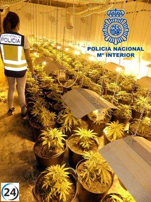 Policía de Elda desmantela cultivo de marihuana con 165 plantas.