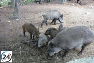 Transición Ecológica inicia campaña para controlar poblaciones de jabalí y conejo.