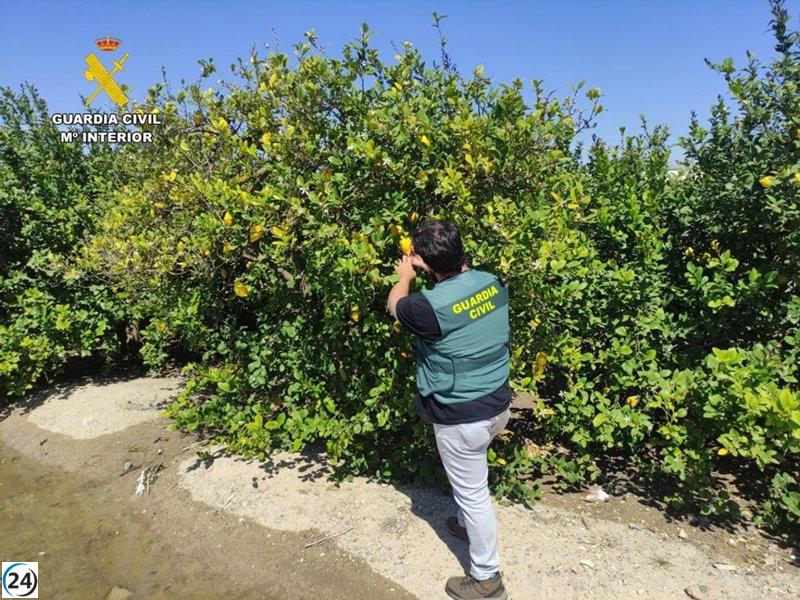 Dos empresarios arrestados por fraude en venta de 59.000 kg de limones.