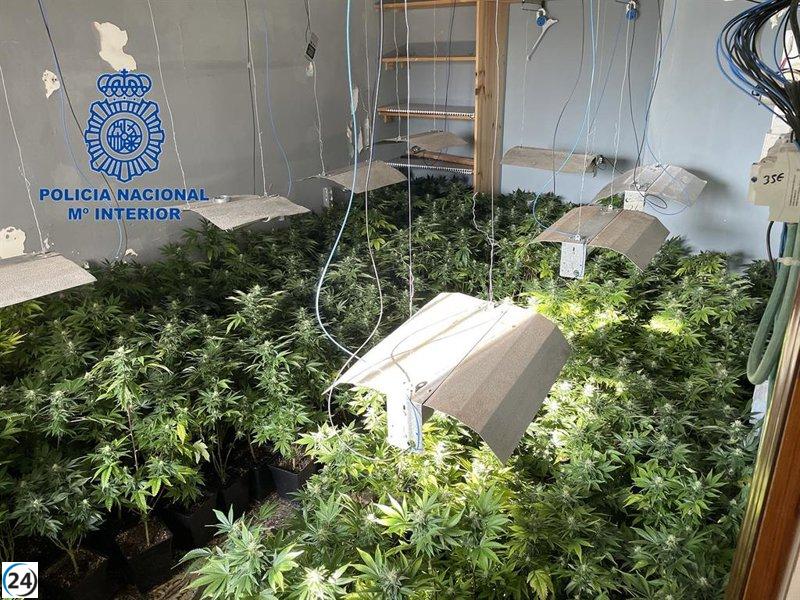 Grupo delictivo de cultivo y distribución de drogas es desmantelado en Alzira.