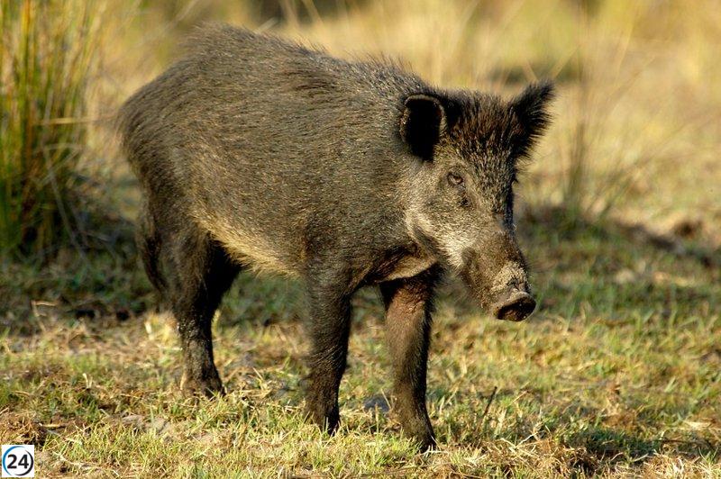 Agricultura concede ayudas a ayuntamientos para controlar jabalí.