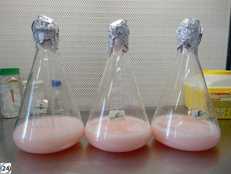 Descubren capacidad anticancerígena en pigmento salino de Santa Pola.