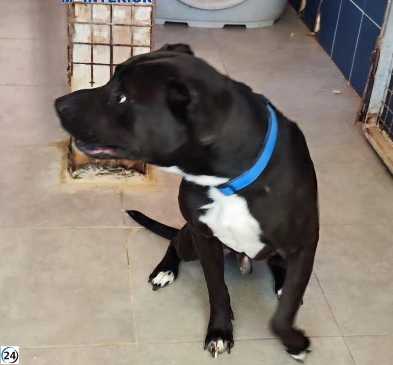 Hombre detenido por desnutrición y maltrato animal de un perro.