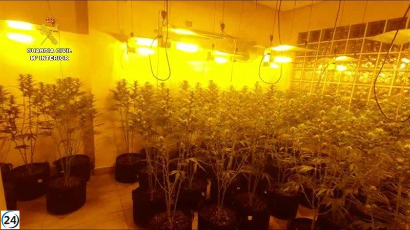 Atrapan a 31 miembros de una pandilla en Castellón que cultivaba marihuana.