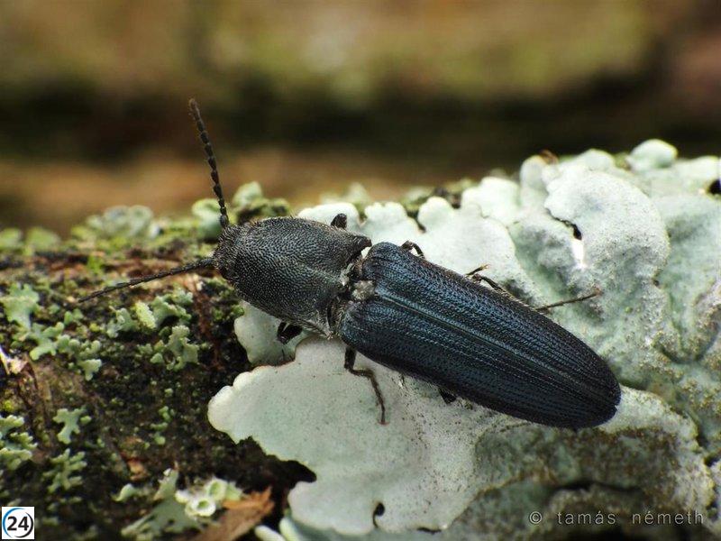 Cambios climáticos amenazan con disminución alarmante de insectos en bosques mediterráneos según investigadores de la Universidad de Alicante.