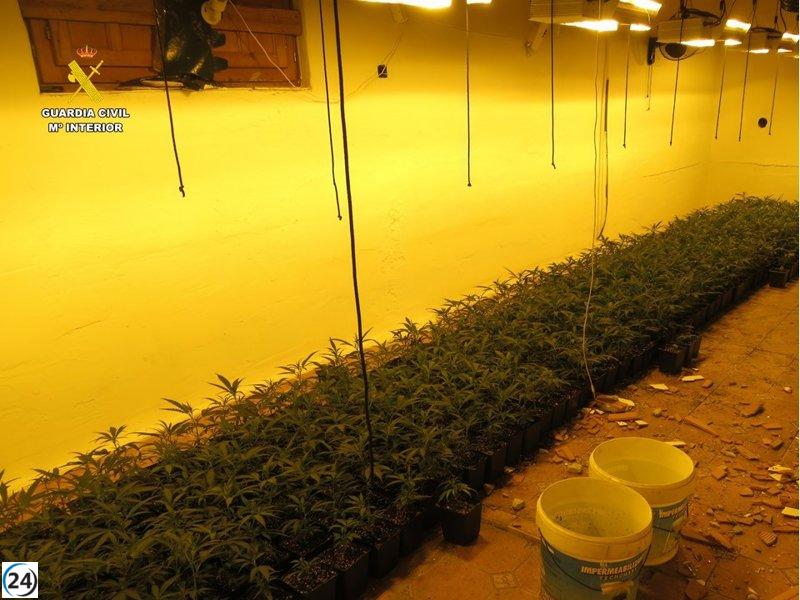 Desmantelan plantaciones de marihuana en Villena y detienen a cinco personas por posesión ilegal.