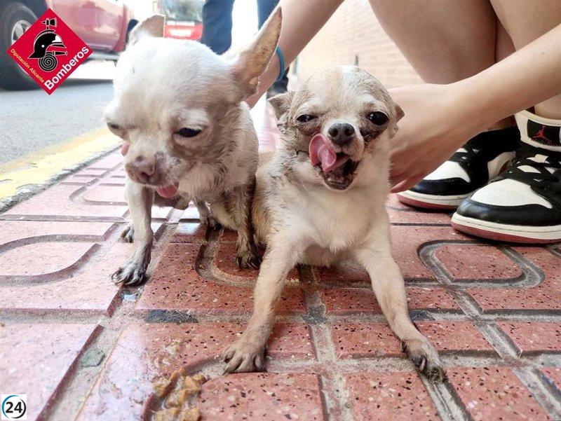 Rescatan dos perros inconscientes en vivienda incendiada en Torrevieja