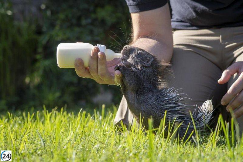 Increíbles mellizos del puercoespín gigante nacen en Bioparc València.