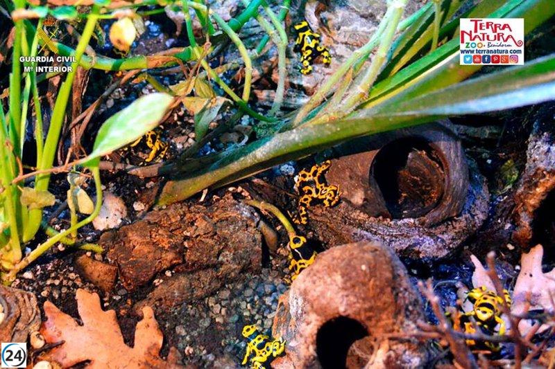 La Guardia Civil descubre 19 ranas flecha de cabeza amarilla venenosas a la venta en Valencia.