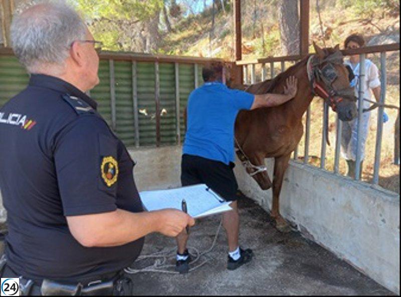 Descubren en Gandia establo ilegal con caballos en mal estado y sin contar con permisos