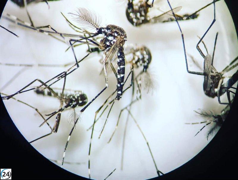 Avanzan estudios para contrarrestar al mosquito tigre asiático en València mediante la inyección de bacteria Wolbachia en machos