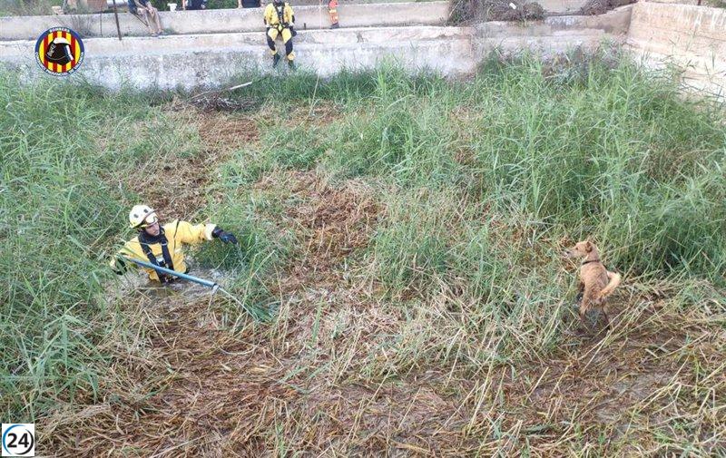 Heroico rescate de dos valientes canes atrapados en una balsa de riego en Cheste