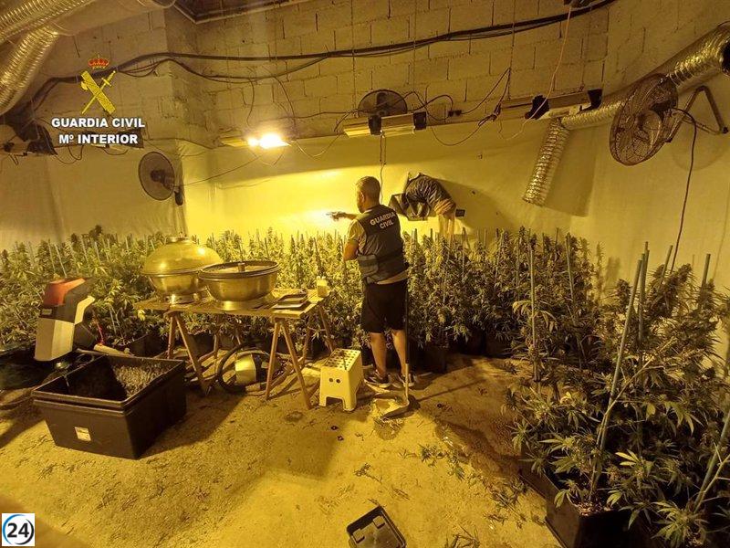 Tres arrestados y plantación de marihuana desbaratada en Oliva, Valencia
