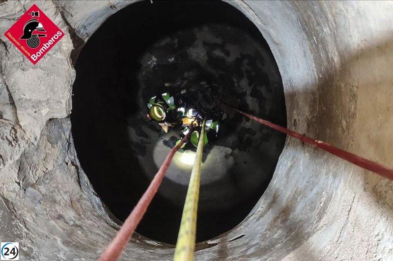 Heroico rescate de un valiente can atrapado en un pozo de nueve metros en Pinoso