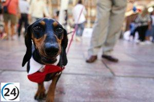 El Registro de Mascotas es víctima de un ciberataque