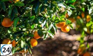 El gigante Mercadona aumenta su adquisición en un 10% de cítricos nacionales, con 220.000 toneladas