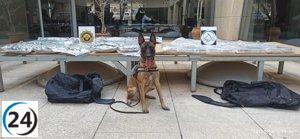 Interceptados tres conductores de un autobús hacia Rumanía con 56 kilos de narcóticos ocultos en equipaje