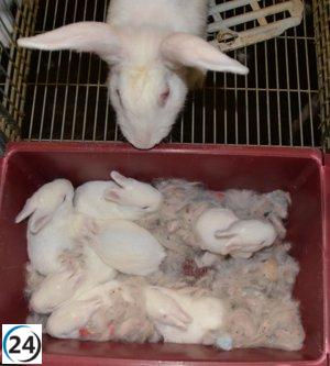 Descubiertas bacterias que mejoran la adaptabilidad de los animales a entornos cambiantes