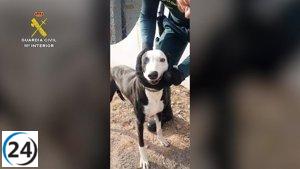 Propietario de una perra investigado por mutilación dental con alicates.