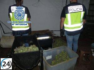 Redada antidrogas en Elda y Petrer: cinco arrestados por cultivo masivo de marihuana indoor