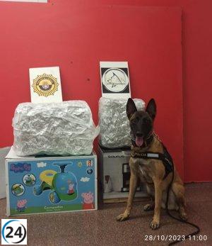 Nuevo alijo de 15 kg de marihuana incautado por la Policía Local de Alicante en autobús rumbo a Rumanía