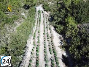Seis arrestados en Alicante por cinco plantaciones de marihuana con más de 1.600 plantas
