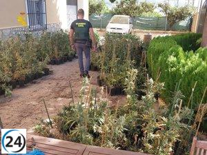 Gran incautación de 1.530 plantas de marihuana en un chalet de Callosa d'en Sarrià.