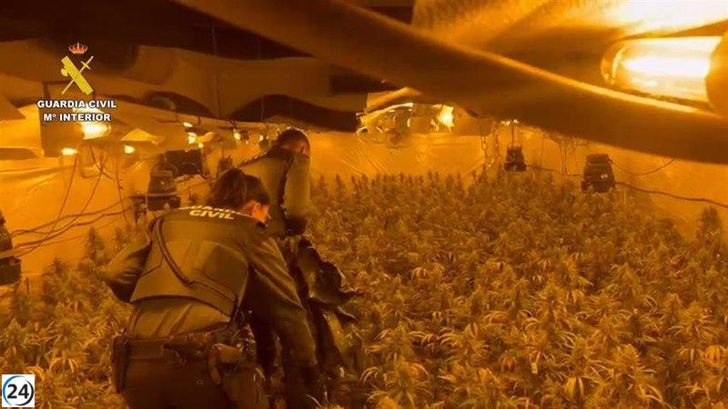 Arrestan a dúo tras descubrir y desmantelar extensa plantación de 7.000 plantas de cannabis en Almassora