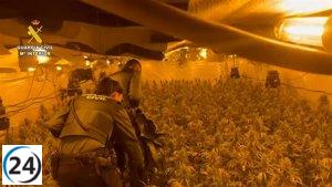 Arrestan a dúo tras descubrir y desmantelar extensa plantación de 7.000 plantas de cannabis en Almassora