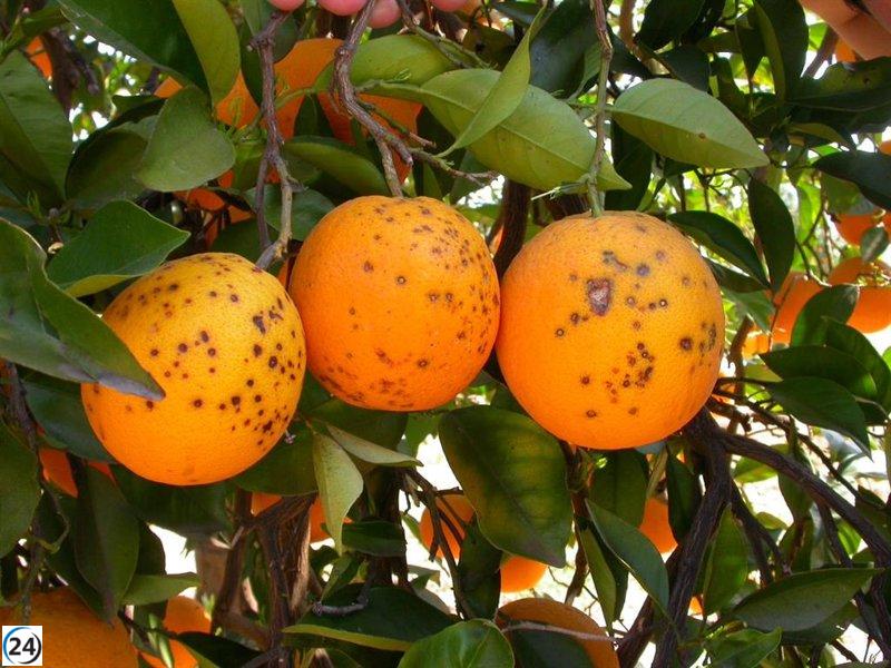 La Unió y AVA-Asaja alertan sobre origen sudafricano de cítricos con plagas en la UE