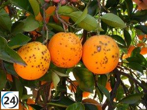 La Unió y AVA-Asaja alertan sobre origen sudafricano de cítricos con plagas en la UE