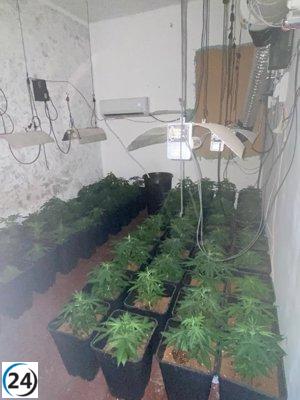Desarticulan en València una plantación de marihuana con 166 plantas en las Casitas Rosas