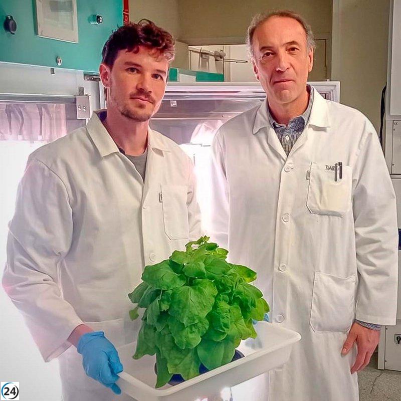 Plantas son empleadas por científicos para generar nanopartículas con anticuerpos contra el SARS-COV-2.