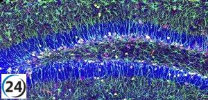 Hallan mecanismo clave para la reserva de células madre neuronales en la etapa adulta