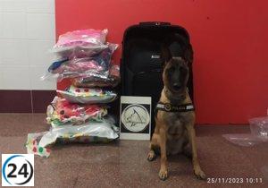Perro policial de Alicante encuentra marihuana oculta con ajo, especias y lejía en maleta: 11 kilos decomisados