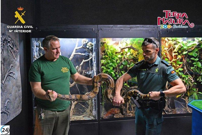 Impresionante rescate: Boa constrictor cae desde una terraza en Alicante y es trasladada a Terra Natura